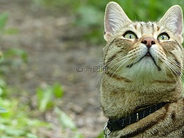 貓,動物,彪