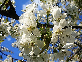 蘋果,開花,樹