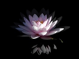 睡蓮,粉紅色,粉紅色水百合
