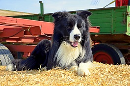 boder牧羊犬,狗,牧羊狗