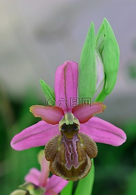 阿韦龙ophrys,鲜花,场