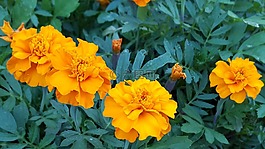 花,萬壽菊,橙