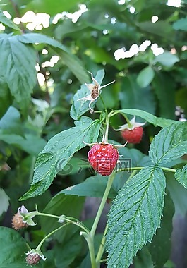 樹(shù)莓,紅色,水果
