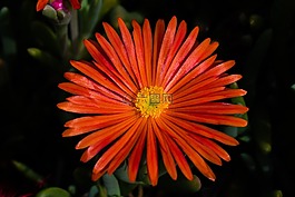 蒲公英,花,紫色