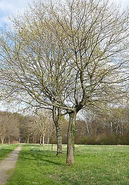 樹,公園,景觀
