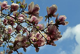 鮮花,天空,春
