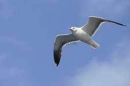 海鷗,海,鳥