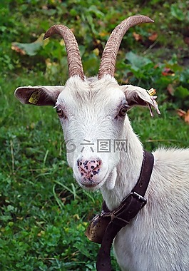 山羊,動(dòng)物,奧地利