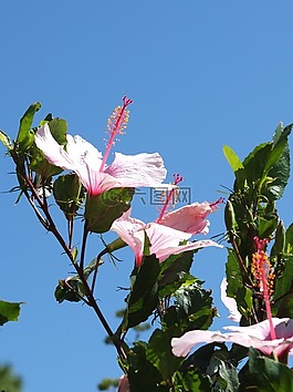 芙蓉,鮮花,雌蕊