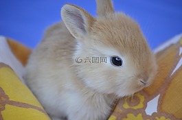 小兔子,甜,兔