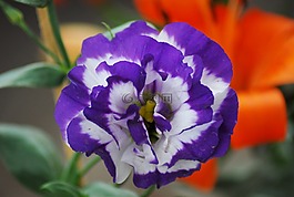 花,性質(zhì),植物區(qū)系