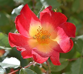 花,紅色,夏季
