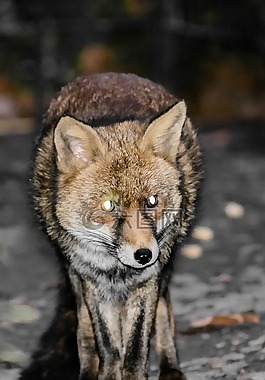 ?？怂?紅狐,動物