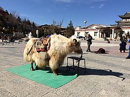 動物,美景,羊