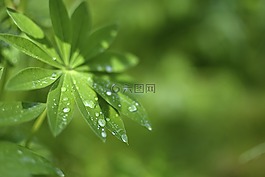 葉,降,潮濕