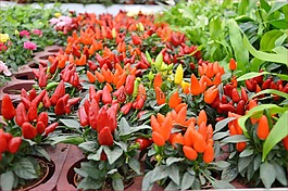 鮮花,室內(nèi),植物