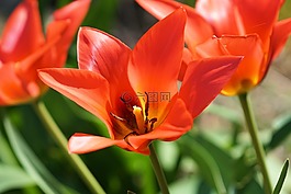 郁金香,花,開花