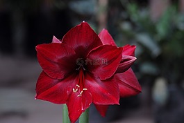 花,性質(zhì),植物區(qū)系