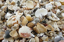 貽貝,海灘,裝飾