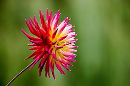 花,夏天,春