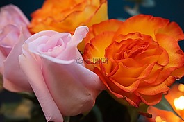 花,玫瑰,花瓣
