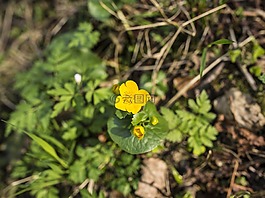 春天,鮮花,黃色花
