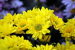 花,性質(zhì),植物區(qū)系