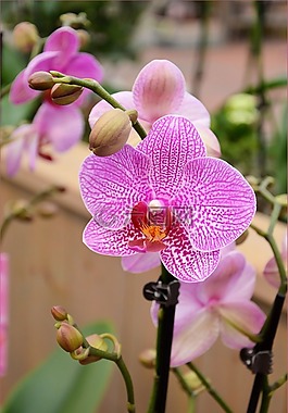 花,裝修,花的