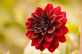 花,夏天,春