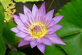 花,荷花,紫