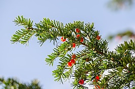 枝杈,绿色,针