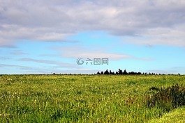背景,草地,草