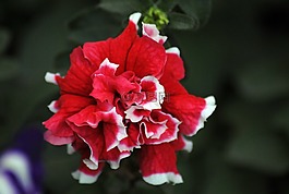 花,性質(zhì),植物區(qū)系