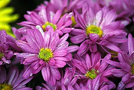 花,性質(zhì),植物區(qū)系