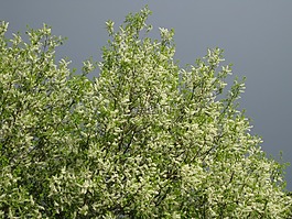 鳥櫻桃,鳥櫻桃花,天空