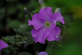 花,性質(zhì),植物區(qū)系