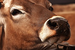 牛,農(nóng)場動(dòng)物,牛肉