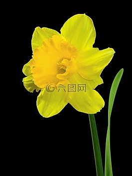 花,廠,性質(zhì)