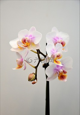 花,室內(nèi),裝修