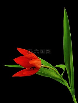 花,廠,性質(zhì)