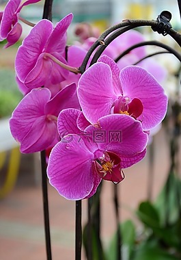 花,室內(nèi),裝修