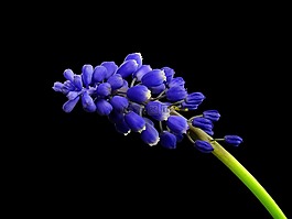 風信子,花,廠