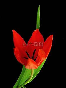 花,廠,性質(zhì)