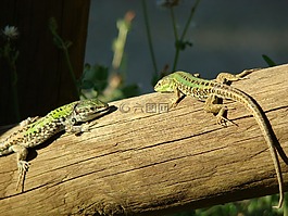 動物區(qū)系,蜥蜴,爬行動物