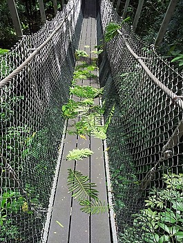 橋,吊橋,軟橋