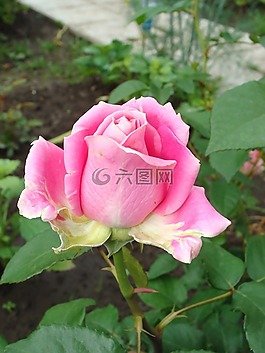 玫瑰,粉紅色,花卉