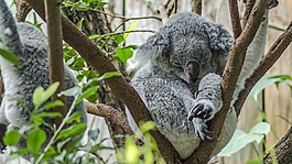 考拉,動物園,可愛