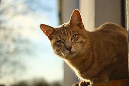 貓,鯖魚,窗口