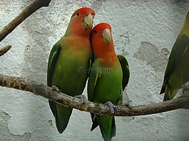 動物區(qū)系,分不開,鳥