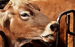 牛,農(nóng)場動物,牛肉